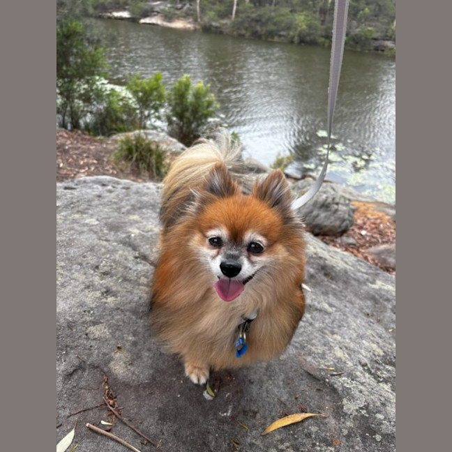 Photo of Chewbacca