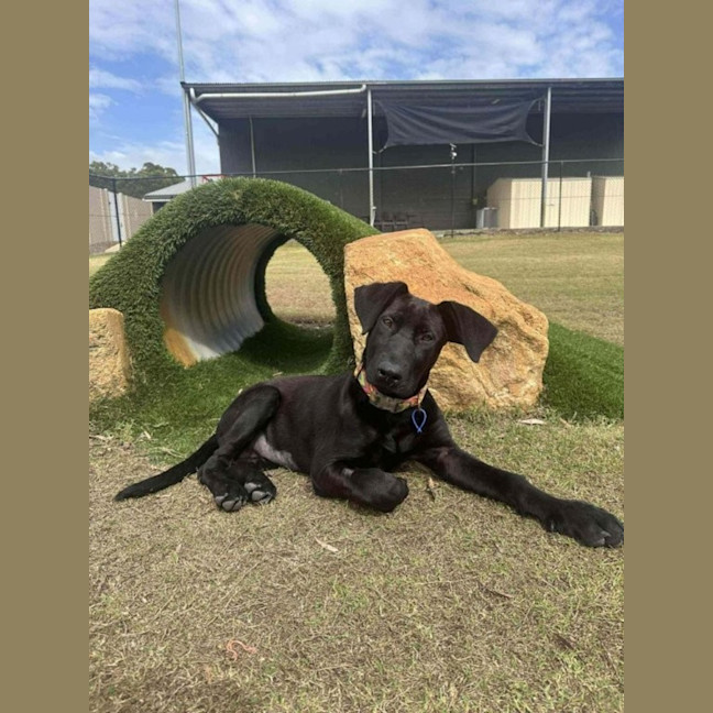 Photo of Elphaba   5 Month Old Shepherd X