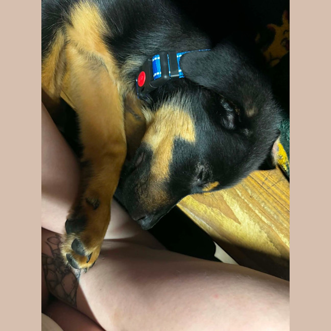 Photo of Skippy   4 Month Old Rottweiler X Shepherd