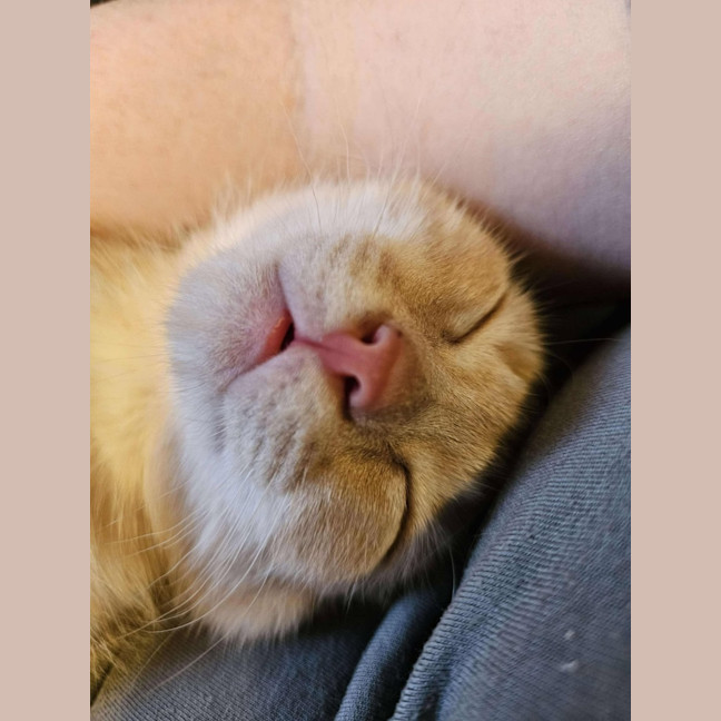 Photo of Pumpkin   Located In Preston