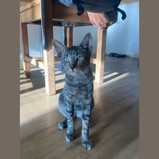 Photo of Tawny