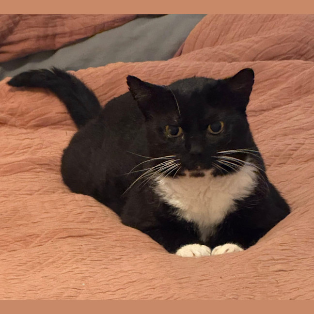 Photo of Diesel
