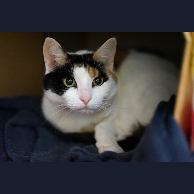 Photo of Bronte