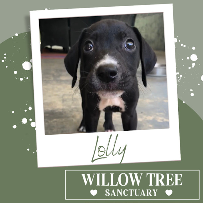 Photo of Lolly