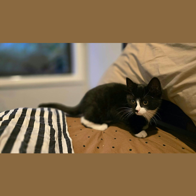 Photo of Skatteboo