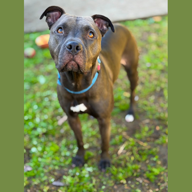 Photo of Bindi 