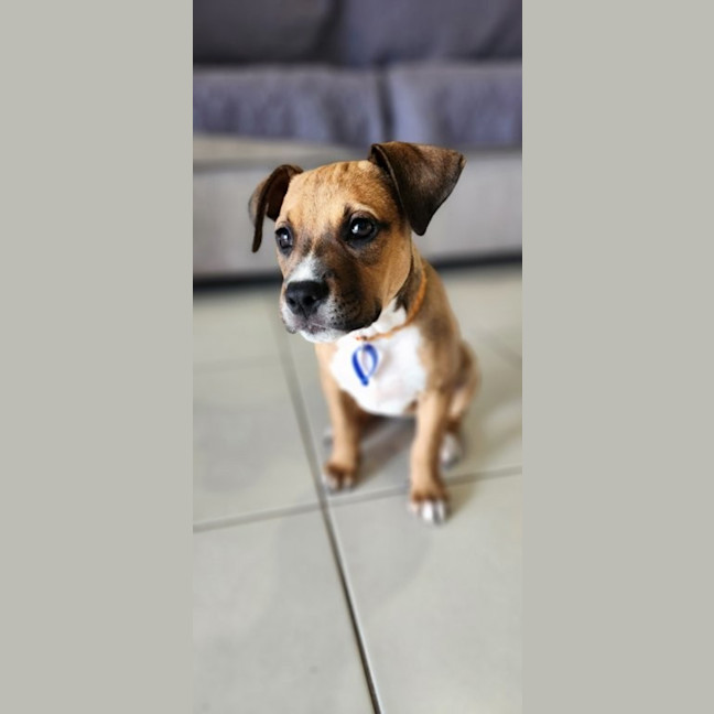 Photo of Lilly   3 Month Old Kelpie X Staffy