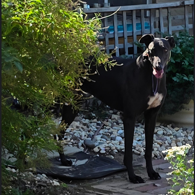 Photo of Sherlock