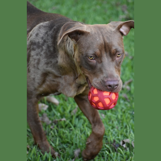 Photo of Turbo *$250 Adoption Fee*