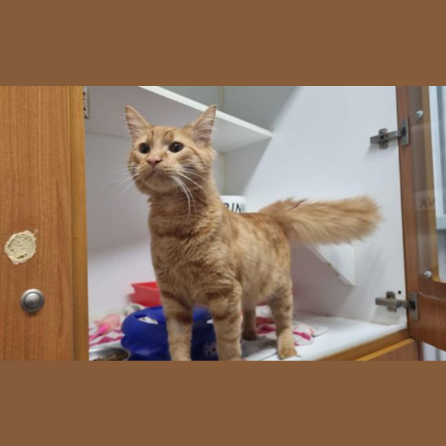 Photo of Mimosa