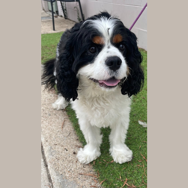 Photo of Winston