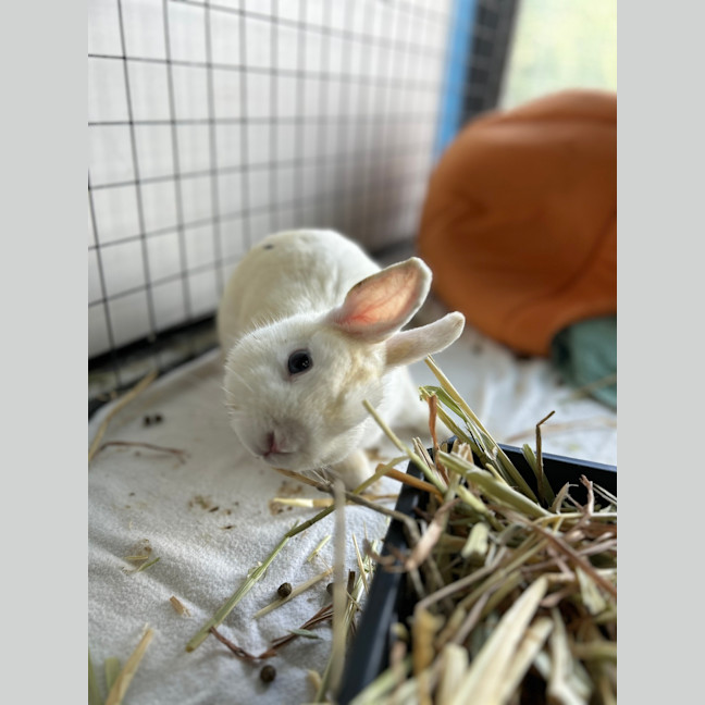 Photo of Cotton