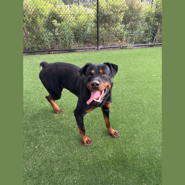 Photo of Shadow Imp 2288