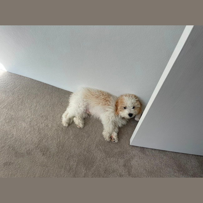 Photo of Bodhi