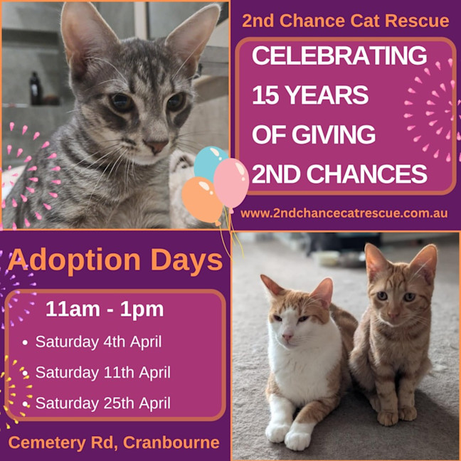 Photo of Yua ** 2nd Chance Cat Rescue**