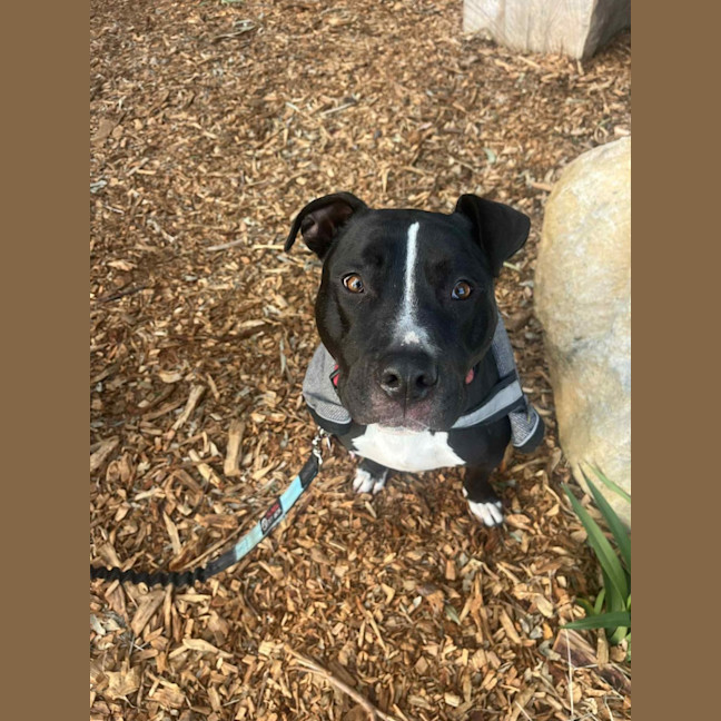 Photo of Keira   3 Year Old Staffy