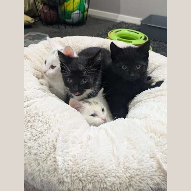 Photo of Oreo