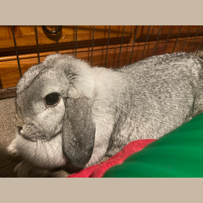 Photo of Zippy Ollie & Zana