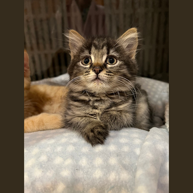Photo of Luna (Lj) 