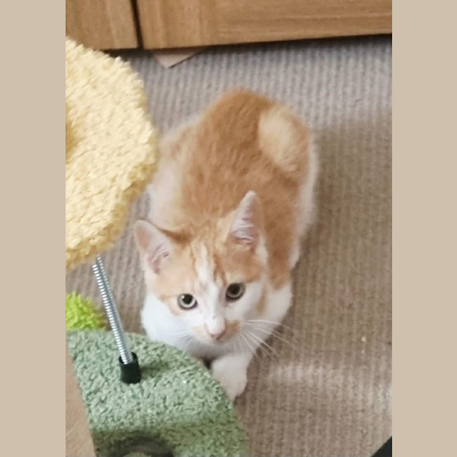 Photo of Rue