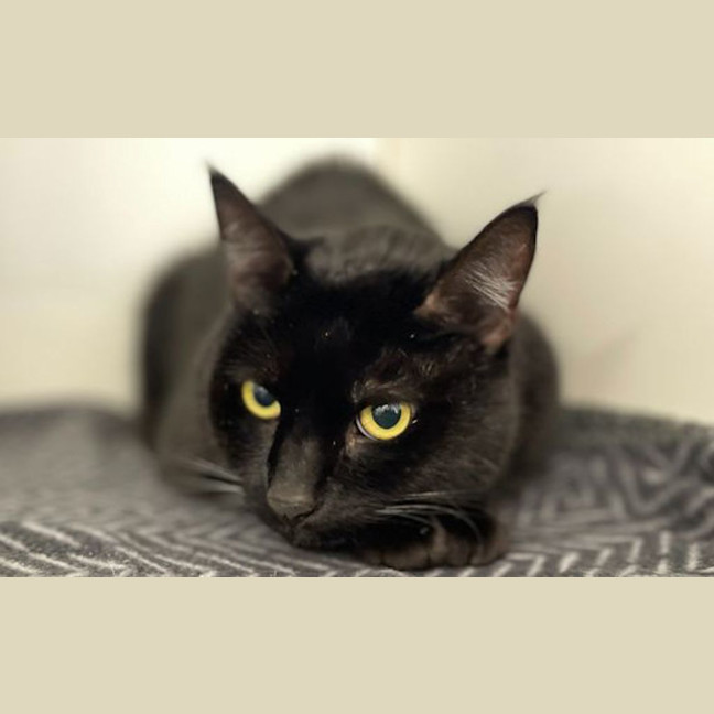 Photo of Rosie