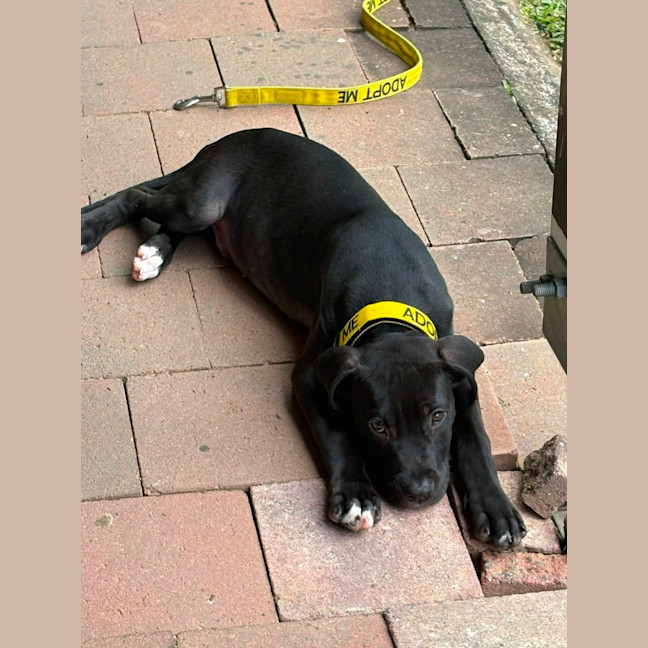 Photo of Kuro