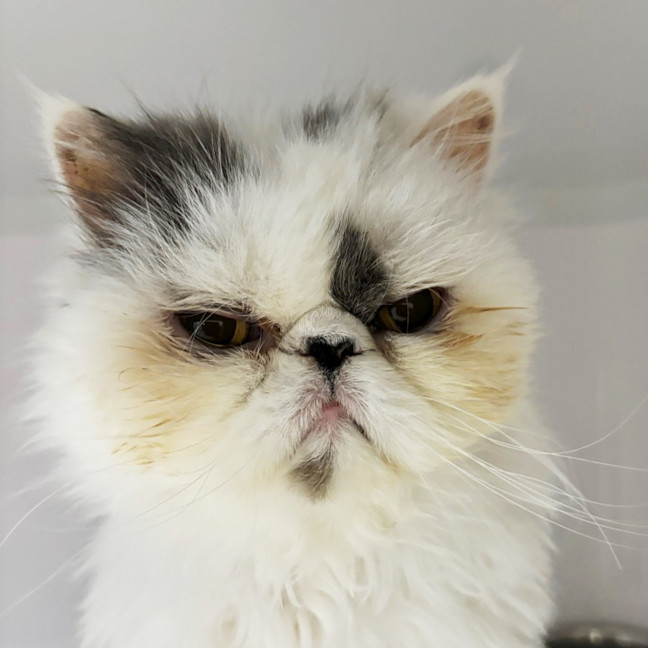 Photo of Bubs Sua012916