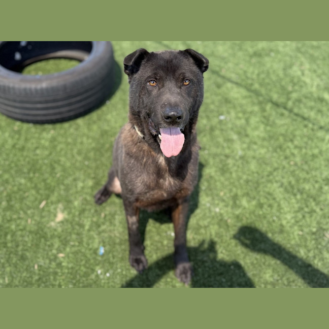 Photo of Tank Imp 3100