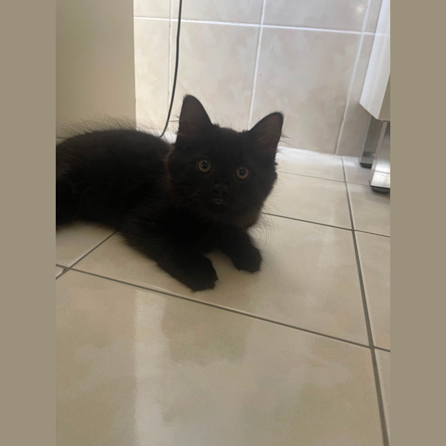 Photo of Onyx