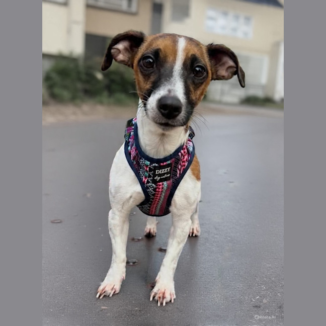 Photo of Marlie