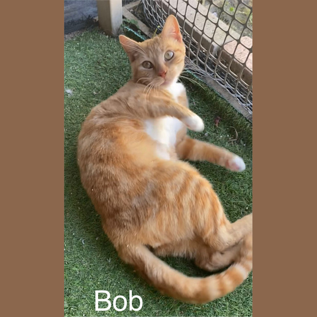 Photo of Bob   Louis