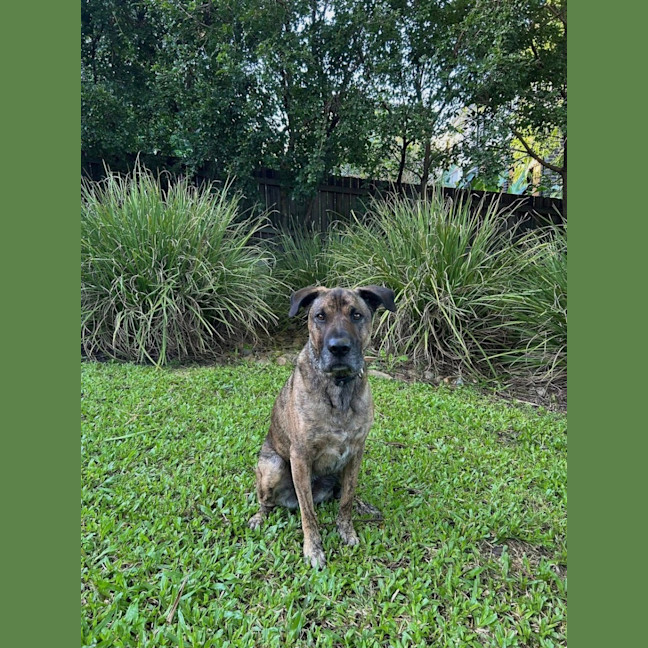 Photo of Toro *$250 Adoption Fee*