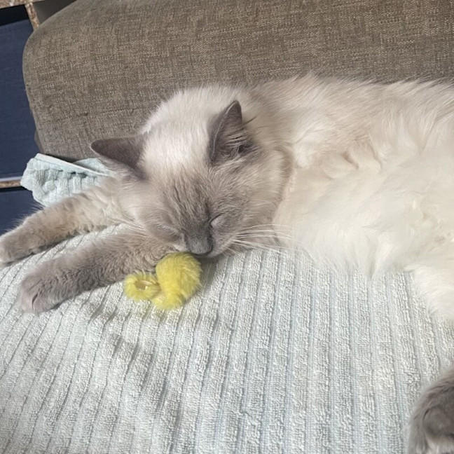 Photo of Little Lady Previously Ravioli