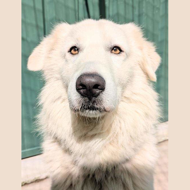 Photo of Fen Fenrir