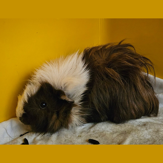 Photo of Barney