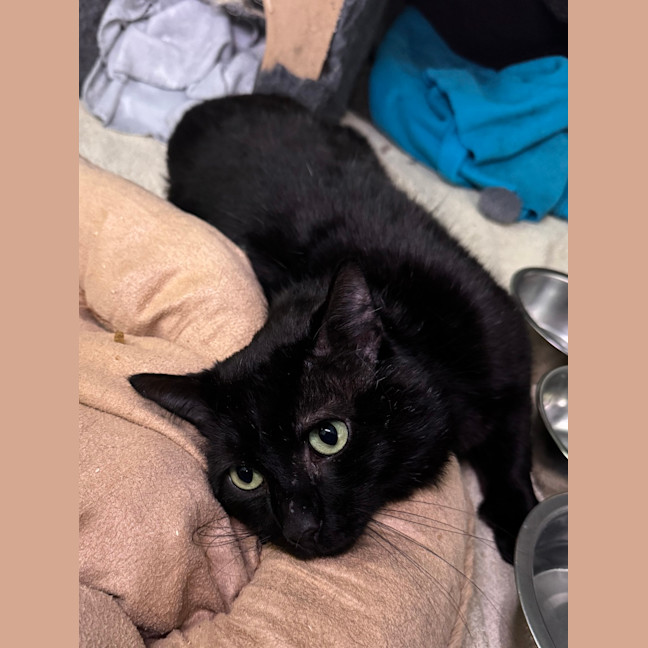 Photo of Sirius Black