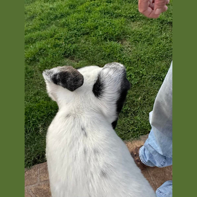 Photo of Patch The Greyhound