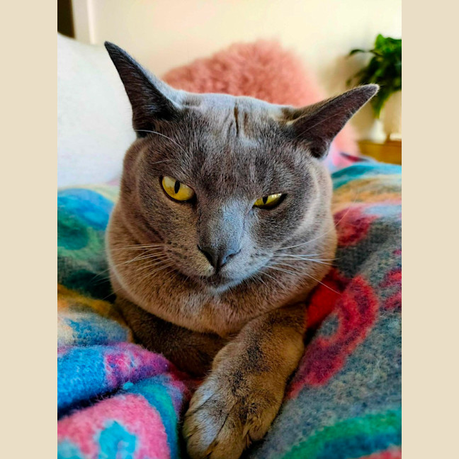 Photo of Nancy & Violet   In Foster Care In Avondale Height