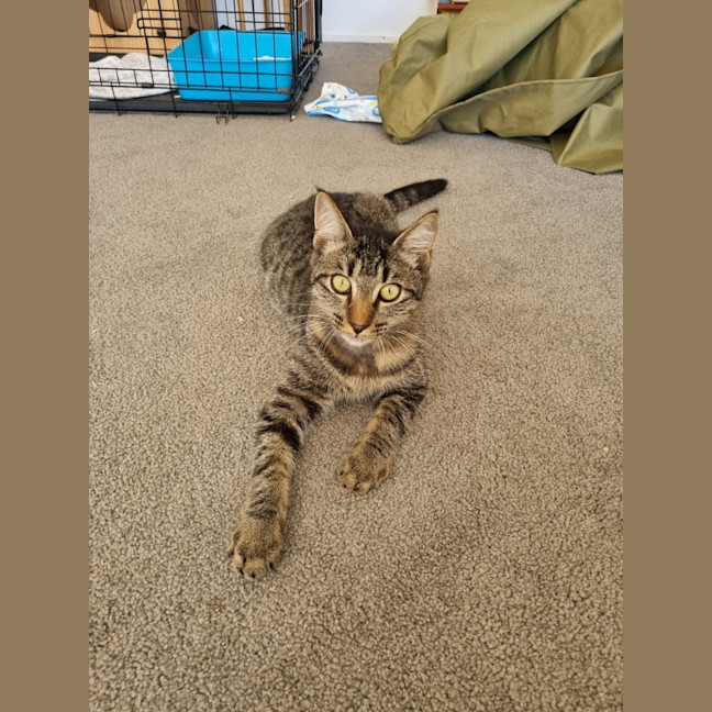 Photo of Buddy (Stripes) 