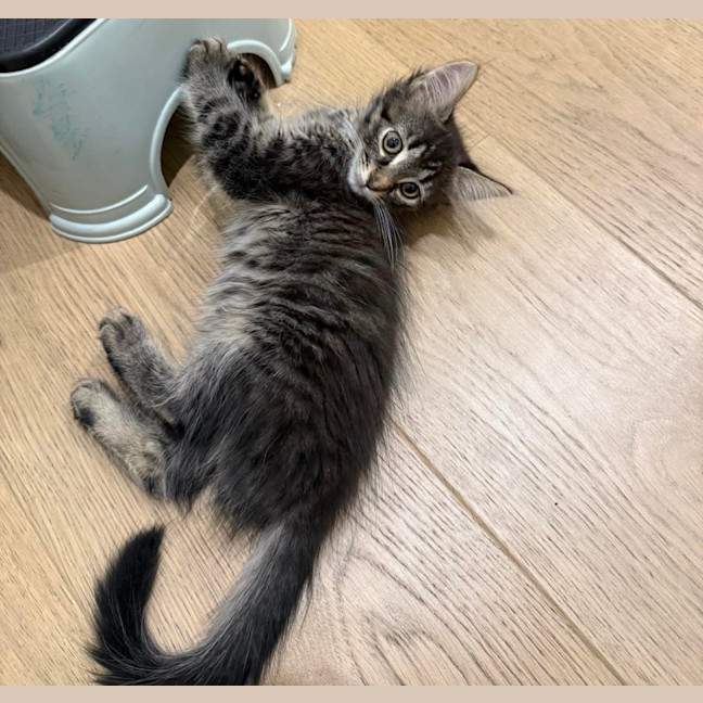 Photo of Lilly & Banjo