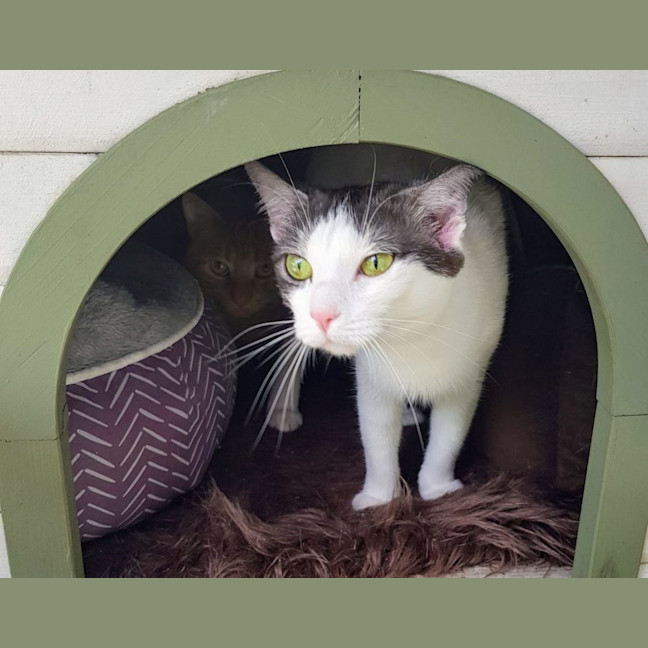Photo of June   Now At Pet Quarters Broadmeadow