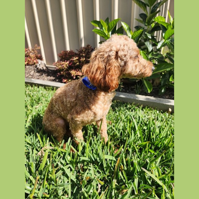 Photo of Biscoff   1 Year Old Poodle X