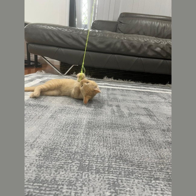 Photo of 🦁 Simba 🦁