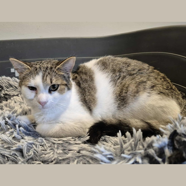 Photo of Brett **2nd Chance Cat Rescue**