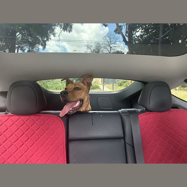 Photo of Red Dog