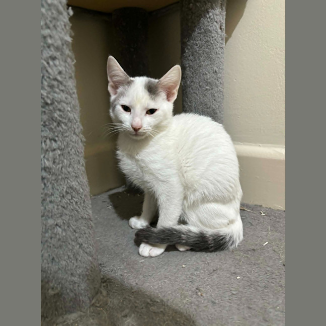 Photo of Diesel