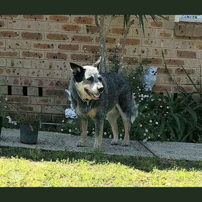 Photo of Tessa   10 Year Old Cattle Dog
