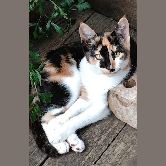 Photo of Lamington 