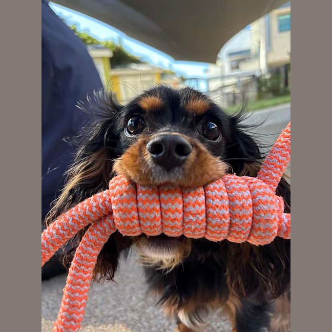 Photo of Scooby