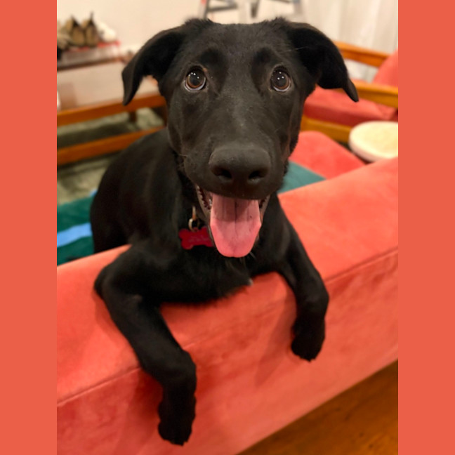 Photo of Bella
